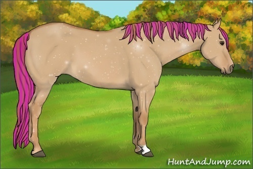 Horse Color:Painted Red Dun