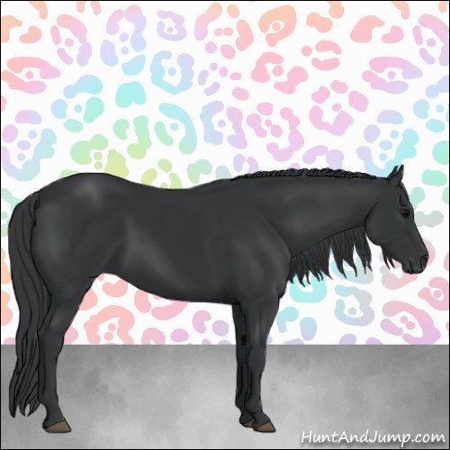 Horse Color:Black 