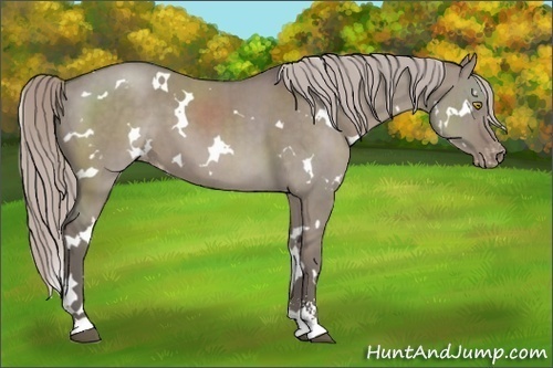 Horse Color:White Spotted Silver Grullo Sabino Varnish Brindle 