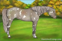 Horse Color:White Spotted Silver Grullo Sabino Appaloosa Brindle