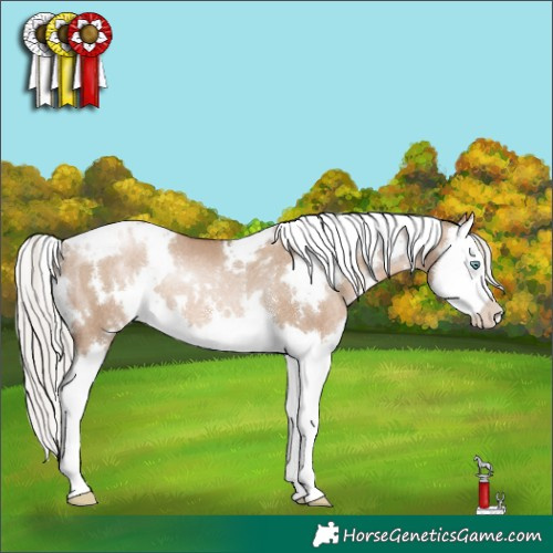 Horse Color:White Spotted Silver Grullo Pearl Sabino Splash Rabicano Brindle