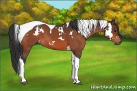 Horse Color:White Spotted Bay Tobiano