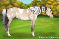 Horse Color:White Spotted Amber Champagne Dun Rabicano 
