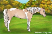 Horse Color:Silver Amber Champagne Tobiano Rabicano