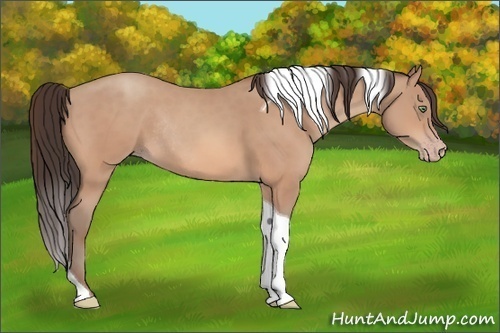 Horse Color:Amber Champagne Tobiano Rabicano