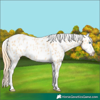 Horse Color:Buckskin Pearl Appaloosa 