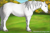 Horse Color:Gray Brown Sabino 