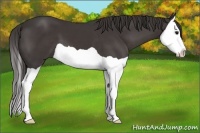 Horse Color:Smoky Black Splash
