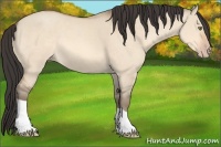 Horse Color:Amber Champagne Dun 