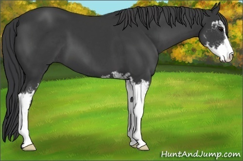 Horse Color:Black Sabino