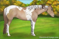 Horse Color:Black Pearl Tobiano 