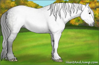 Horse Color:Gray Black 