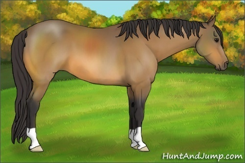 Horse Color:Buckskin 