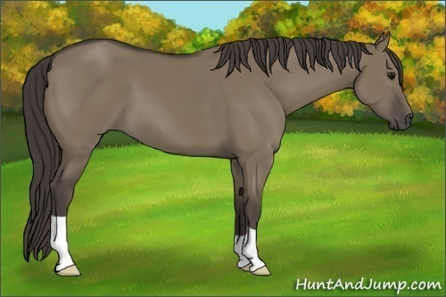 Horse Color:Smoky Grullo