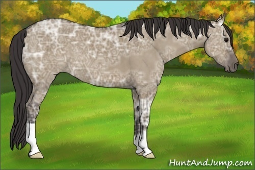 Horse Color:Smoky Grullo Ice 
