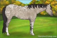 Horse Color:Smoky Grullo Ice 