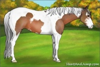 Horse Color:Bay Sabino Tobiano