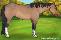 Horse Color:Bay Dun 