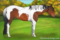 Horse Color:Bay Tobiano 