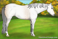 Horse Color:Gray Buckskin 
