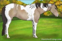 Horse Color:Classic Champagne Tobiano