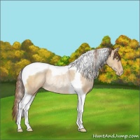 Horse Color:Brown Pearl Dun Tobiano Rabicano 