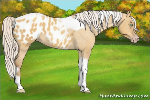 Horse Color:Gray Silver Amber Cream Champagne Roan Dun Splash Tobiano Frame Appaloosa Rabicano 