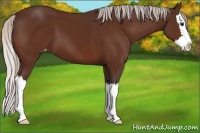 Horse Color:Silver Brown Sabino Splash Appaloosa 