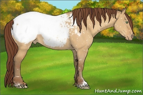 Horse Color:Sable Cream Champagne Dun Sabino Snowcap