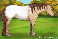 Horse Color:Sable Cream Champagne Dun Sabino Snowcap