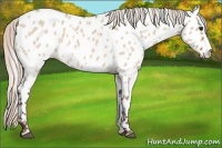 Horse Color:Silver Bay Roan Dun Appaloosa Rabicano 