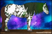 Horse Color:White Spotted Liver Chestnut Frame Appaloosa 