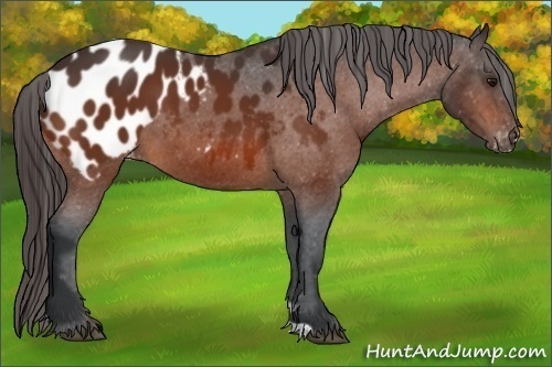 Horse Color:Bay Appaloosa 