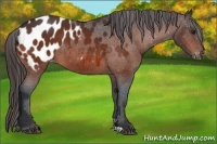 Horse Color:Bay Appaloosa