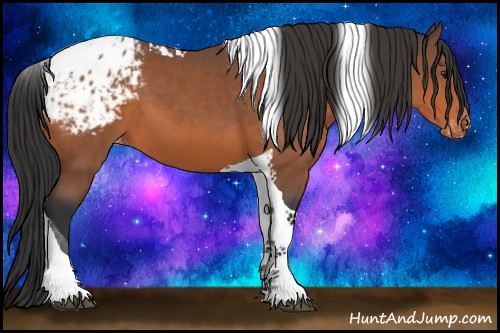 Horse Color:Bay Tobiano Appaloosa 