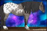 Horse Color:Grullo Roan Appaloosa 