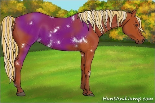 Horse Color:Painted White Spotted Silver Bay Rabicano 