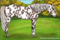 Horse Color:White Spotted Silver Bay Ice Frame Appaloosa Rabicano 