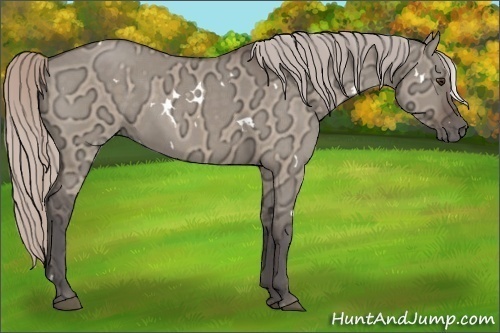 Horse Color:White Spotted Silver Brown Ice Dun 