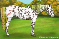 Horse Color:Painted White Spotted Liver Chestnut Appaloosa Rabicano 