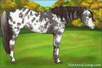 Horse Color:Liver Chestnut Ice Sabino Appaloosa Rabicano 