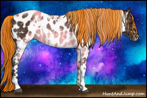 Horse Color:Painted White Spotted Liver Chestnut Appaloosa Rabicano 