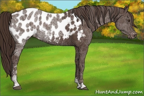 Horse Color:Liver Chestnut Ice Sabino Appaloosa Rabicano 