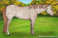 Horse Color:Red Dun Ice Sabino Rabicano 