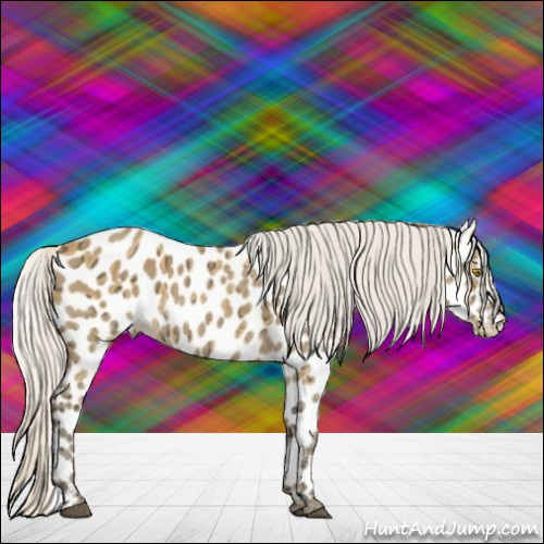Horse Color:Silver Buckskin Ice Sabino Appaloosa 