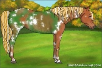 Horse Color:Painted White Spotted Silver Bay Rabicano