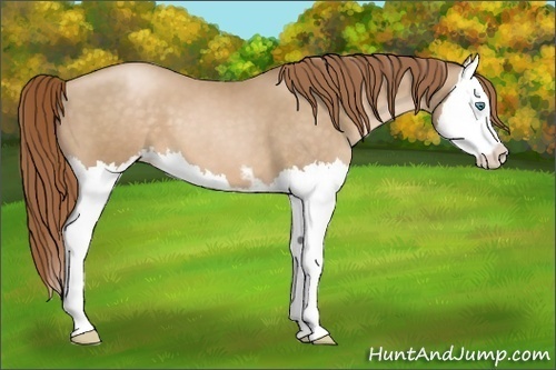 Horse Color:Smoky Black Pearl Sabino Splash