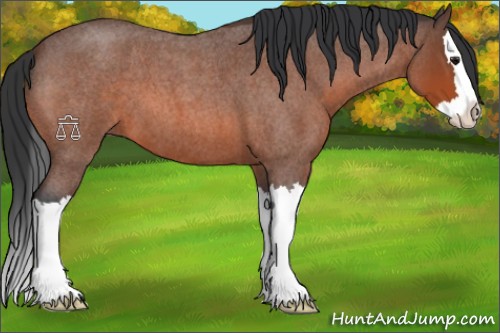Horse Color:Bay Roan Splash 