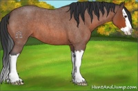 Horse Color:Bay Roan Splash