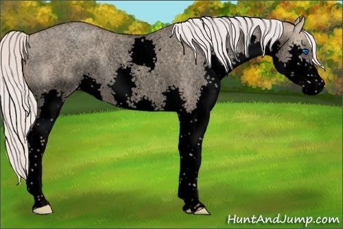 Horse Color:Void Silver Classic Champagne Roan Dun Splash Rabicano 
